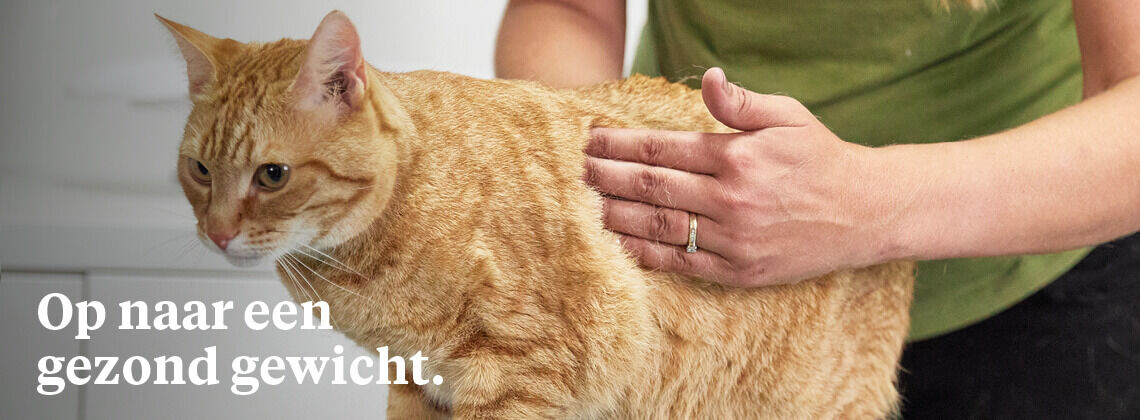 Gewichtsconsult voor je kat - € 12.95 Gewichtsconsult voor je kat - € 12.95